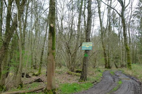 undefined, Lewen Wood, near Basingstoke RG25