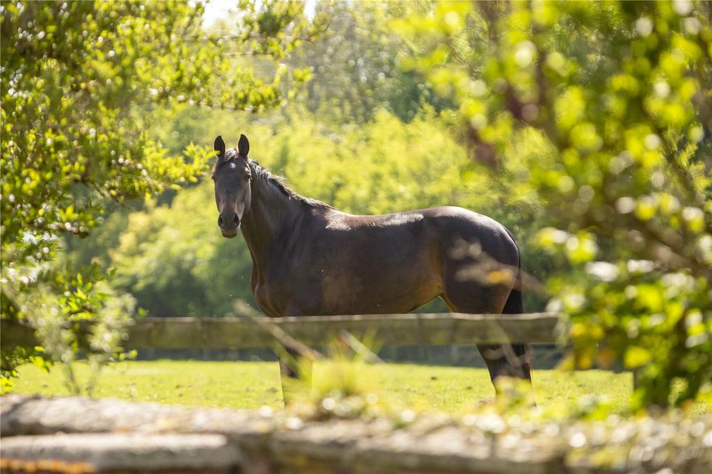 Horse View
