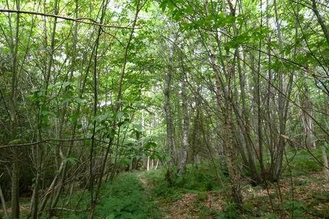 undefined, Hancox Wood, Broad Oak, Beckley TN31