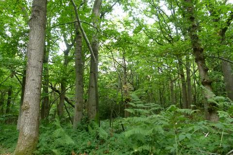 undefined, Hancox Wood, Broad Oak, Beckley TN31
