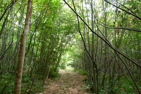undefined, Hancox Wood, Broad Oak, Beckley TN31