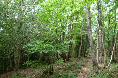 Woodland for sale, Hancox Wood, Broad Oak, Beckley TN31