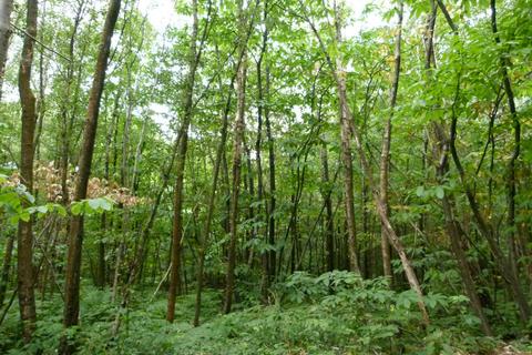 Woodland for sale, Hancox Wood, Broad Oak, Beckley TN31