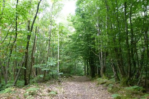 Woodland for sale, Hancox Wood, Broad Oak, Beckley TN31