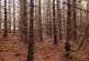 Additional image 3 of Loch Shinside Wood, Lairg IV27
