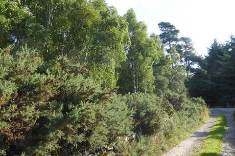 Woodland for sale, Park Wood, Drumoak AB31
