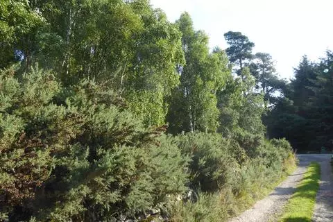 Woodland for sale