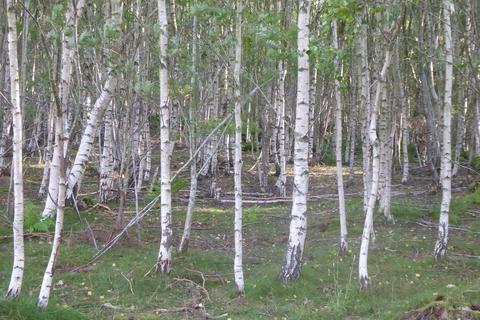Woodland for sale, Park Wood, Drumoak AB31