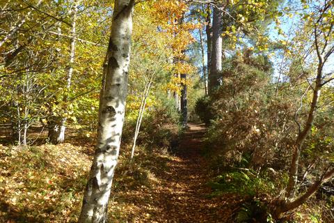 Woodland for sale, Park Wood, Drumoak AB31