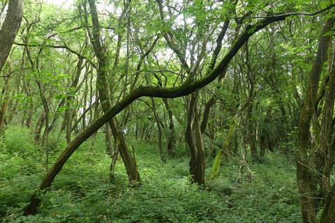 undefined, Samara Wood, Eakring NG22