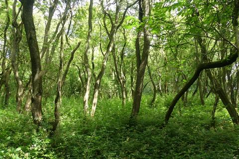 undefined, Samara Wood, Eakring NG22