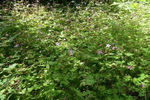 undefined, Samara Wood, Eakring NG22