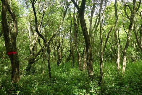 undefined, Samara Wood, Eakring NG22