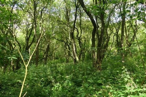 undefined, Samara Wood, Eakring NG22