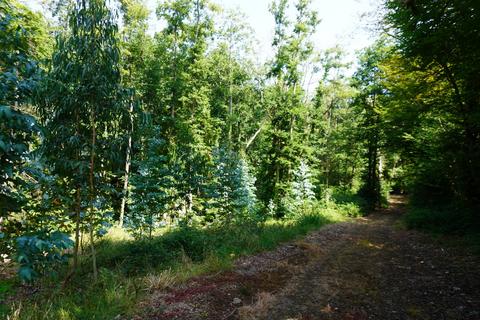 Woodland for sale, Stowell Wood, Chard TA20
