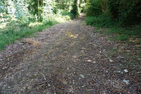 Woodland for sale, Stowell Wood, Chard TA20