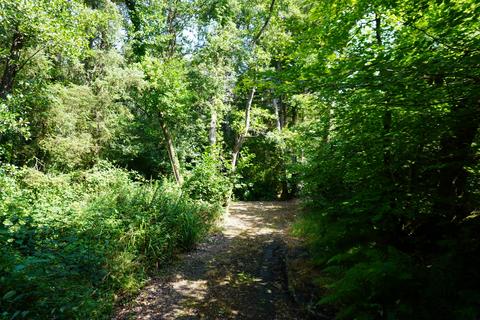 Woodland for sale, Stowell Wood, Chard TA20
