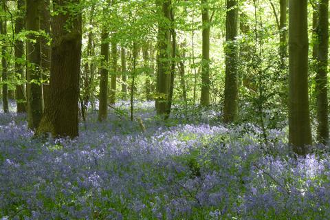 undefined, The Glade, Rhewl LL15