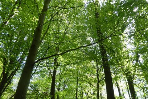 undefined, The Glade, Rhewl LL15