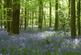 The Glade, Rhewl LL15
