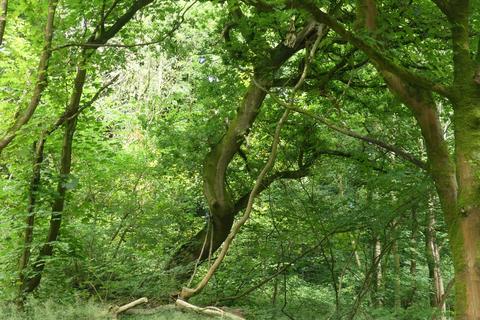 undefined, Highview Wood, near Wirksworth DE4