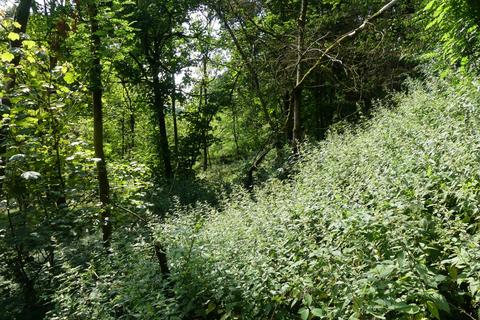 undefined, Highview Wood, near Wirksworth DE4