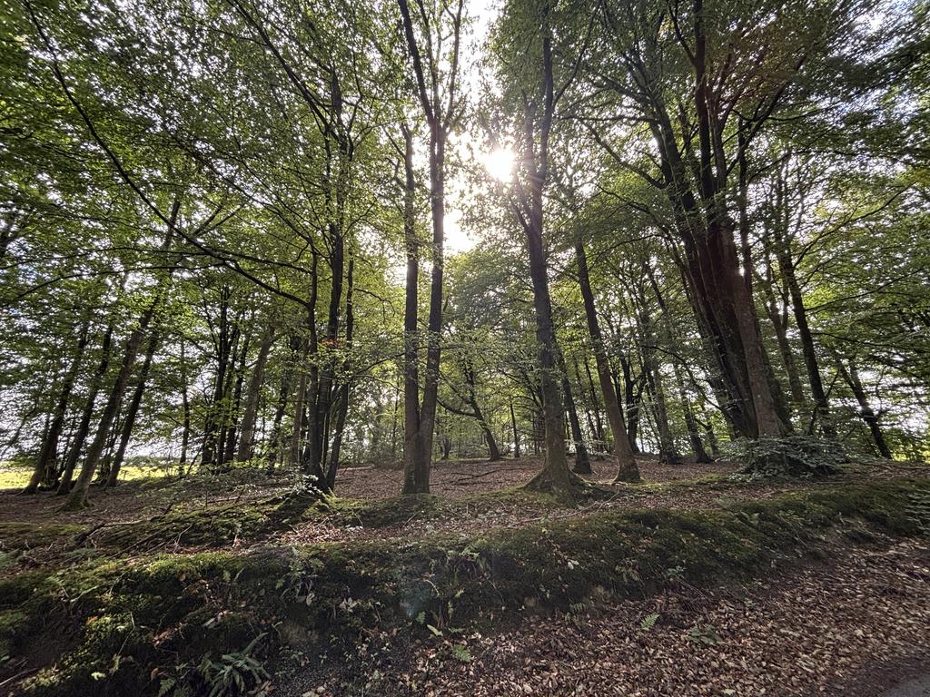 Lot 2 woodland