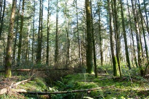 undefined, Winterfell Wood, Umberleigh EX37