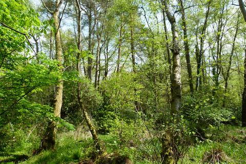undefined, Witley Manor Wood, near Godalming GU8