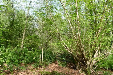 undefined, Witley Manor Wood, near Godalming GU8