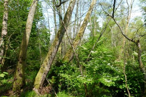 undefined, Witley Manor Wood, near Godalming GU8