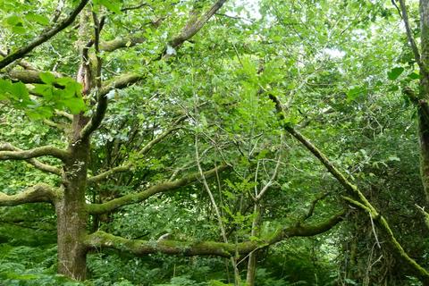 undefined, Coed y Milwyr, nr Rhydlewis, Llandysul SA44