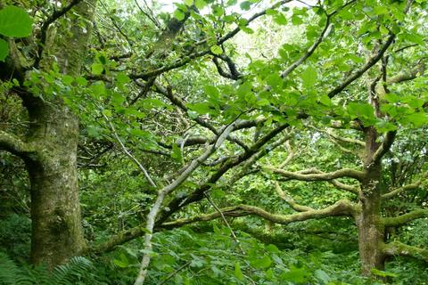 Woodland for sale, Coed y Milwyr, nr Rhydlewis, Llandysul SA44