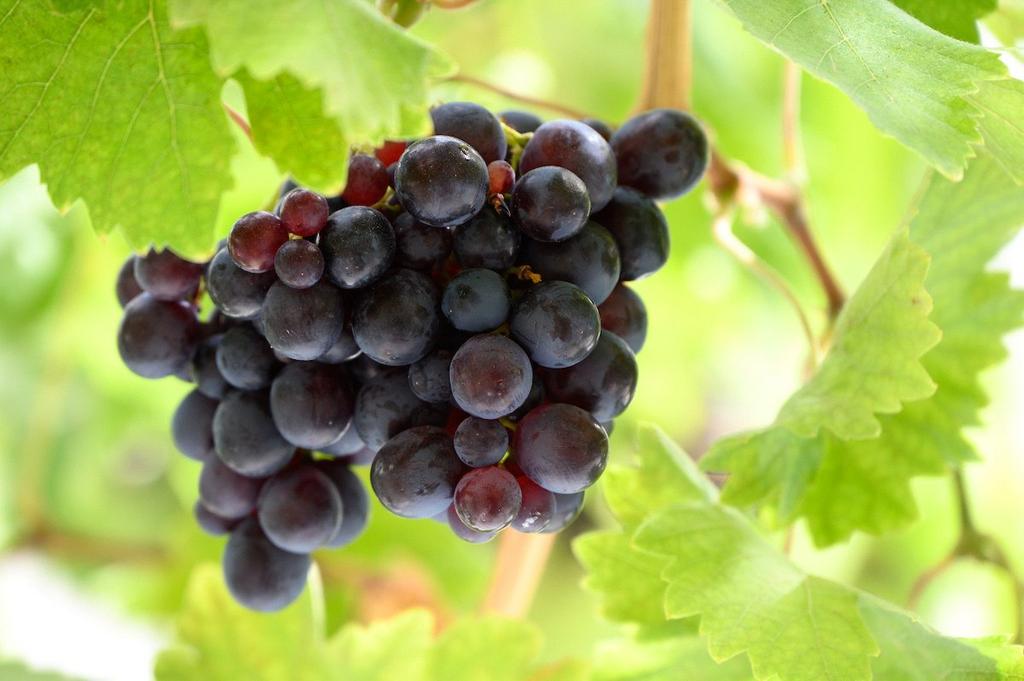 Fruiting Vines