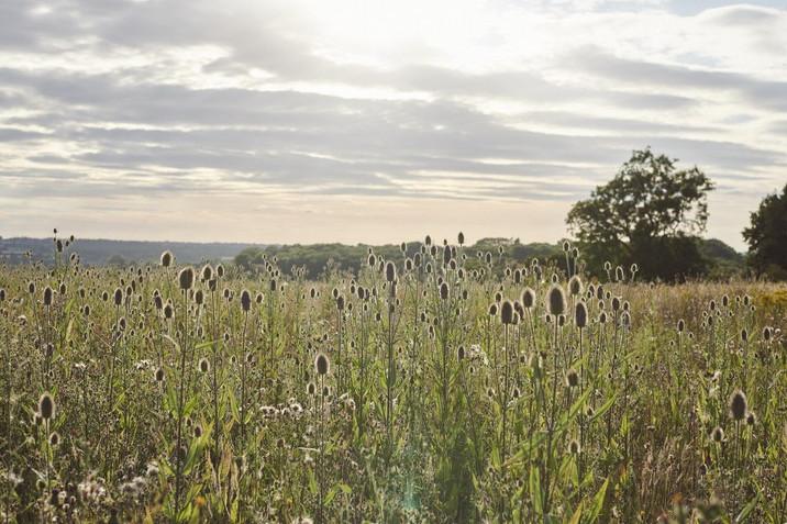 Vb5195611 DSC1643 1 716x515