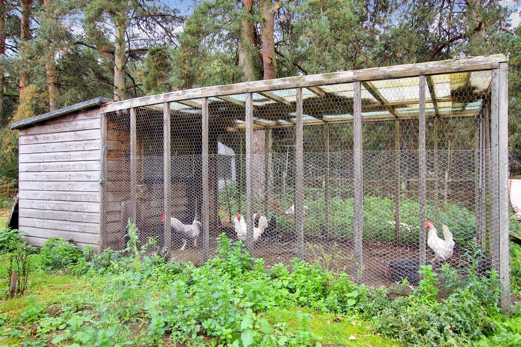 Chicken Run.JPG