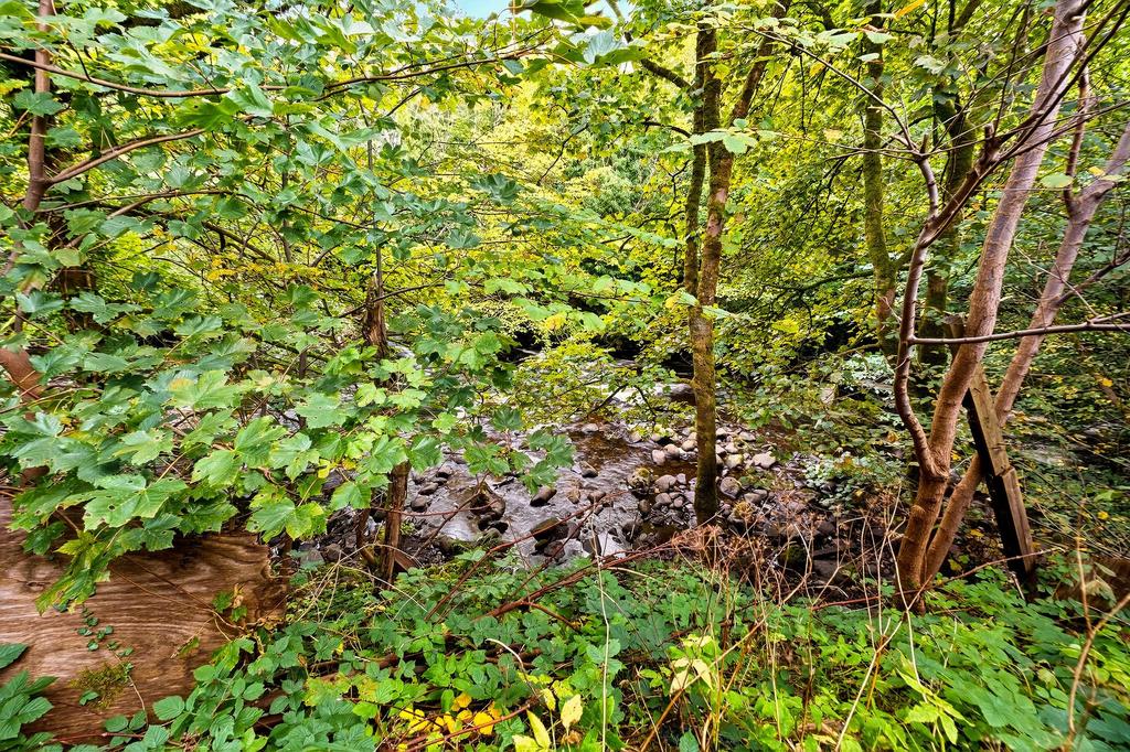Woodland and River