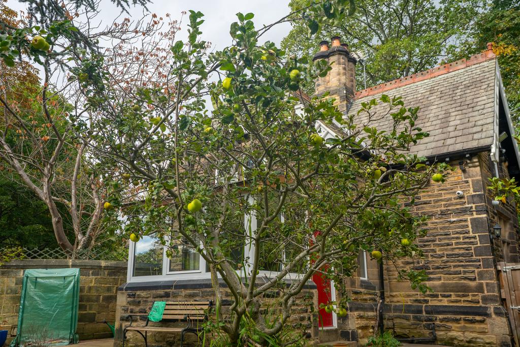 Apple tree
