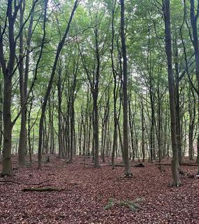undefined, Lane End Wood, Clumber, Worksop