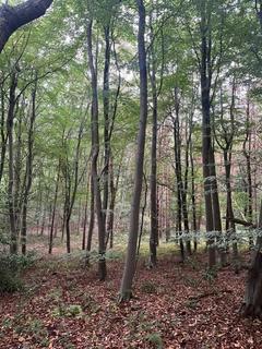 undefined, Lane End Wood, Clumber, Worksop