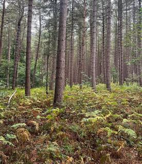 undefined, Lane End Wood, Clumber, Worksop