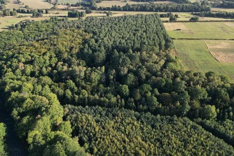 undefined, Lane End Wood, Clumber, Worksop