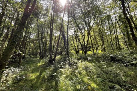 undefined, Pond Wood, Cwmdu, Llandeilo SA19