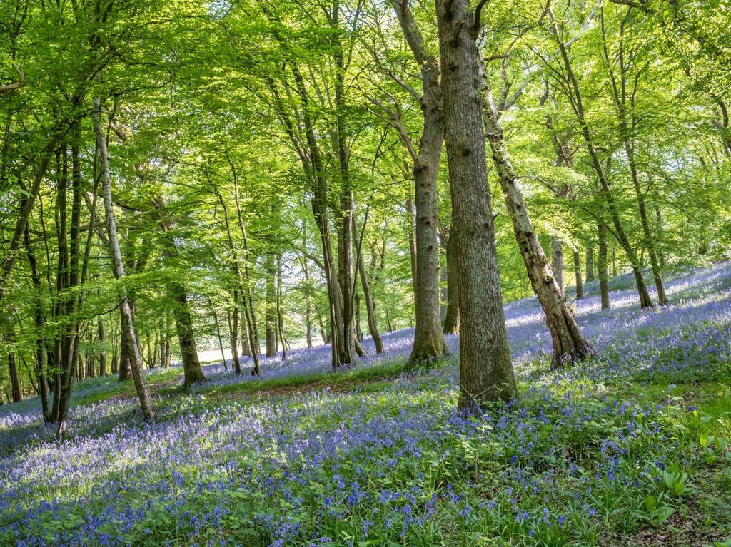 Woodland