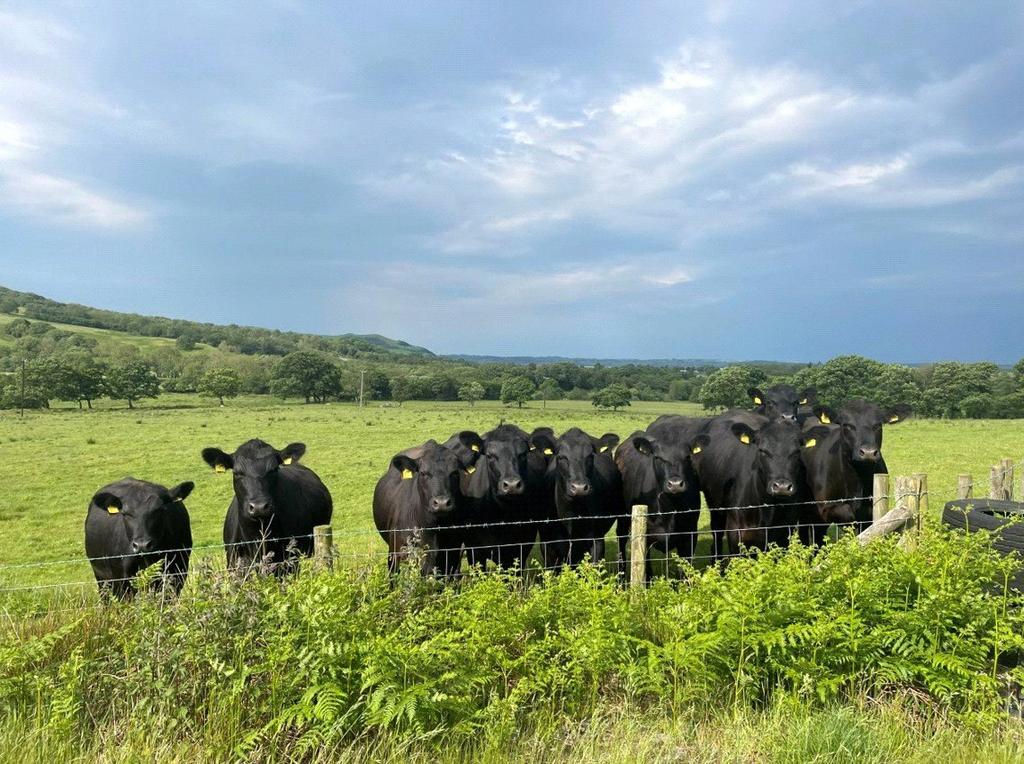 The Land & Cattle