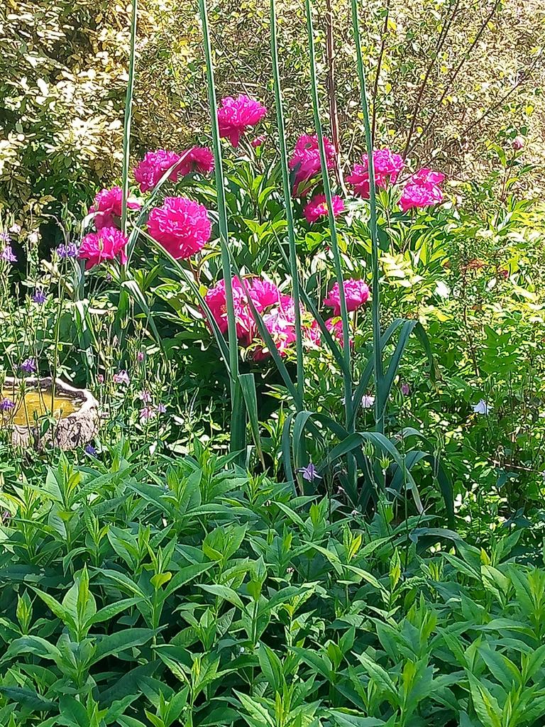 Garden 1