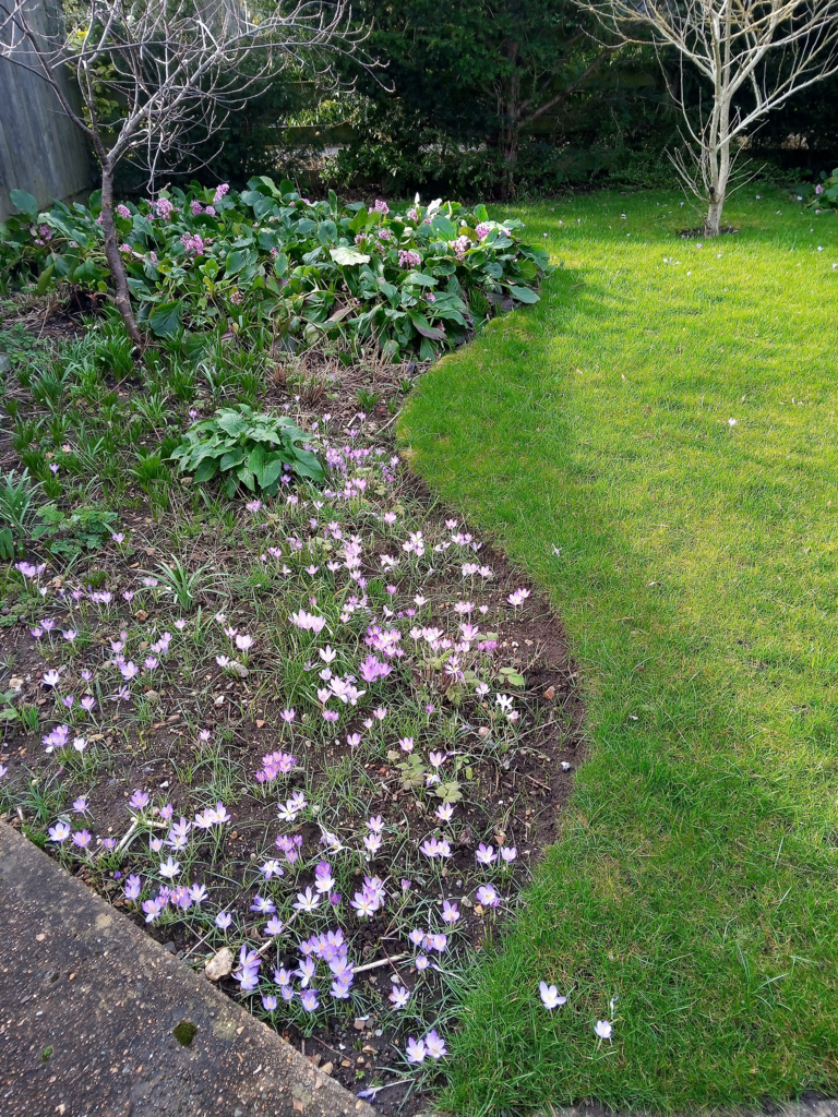 Garden 2.jpg