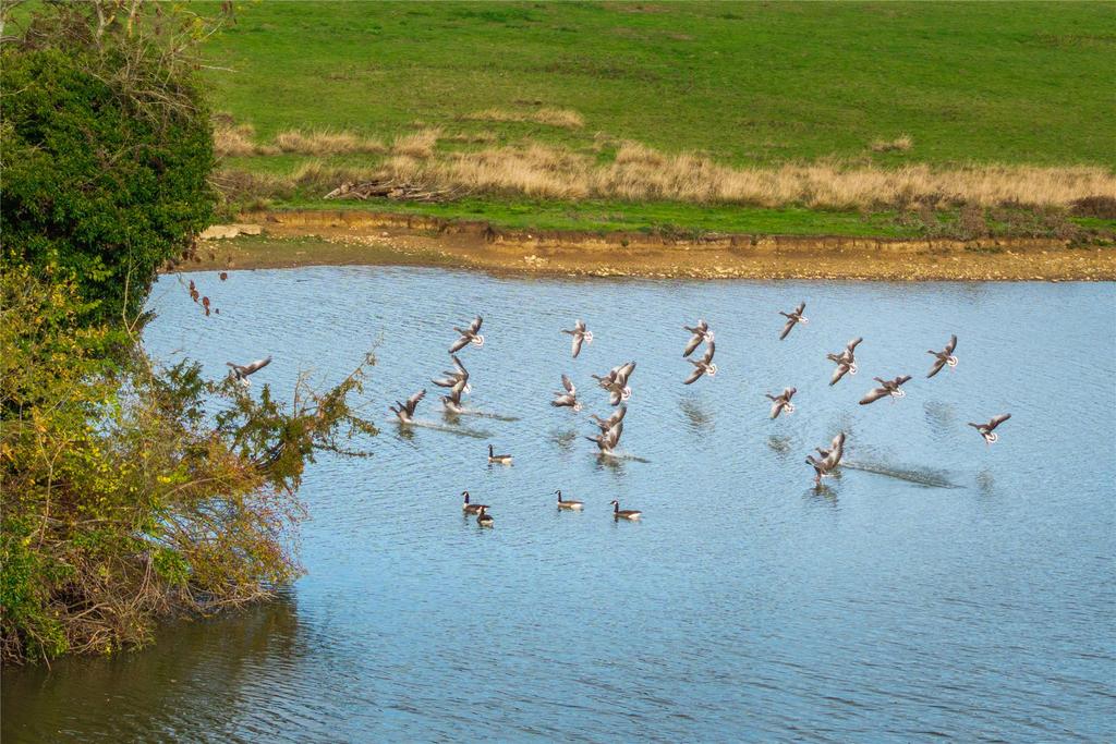 Ducks