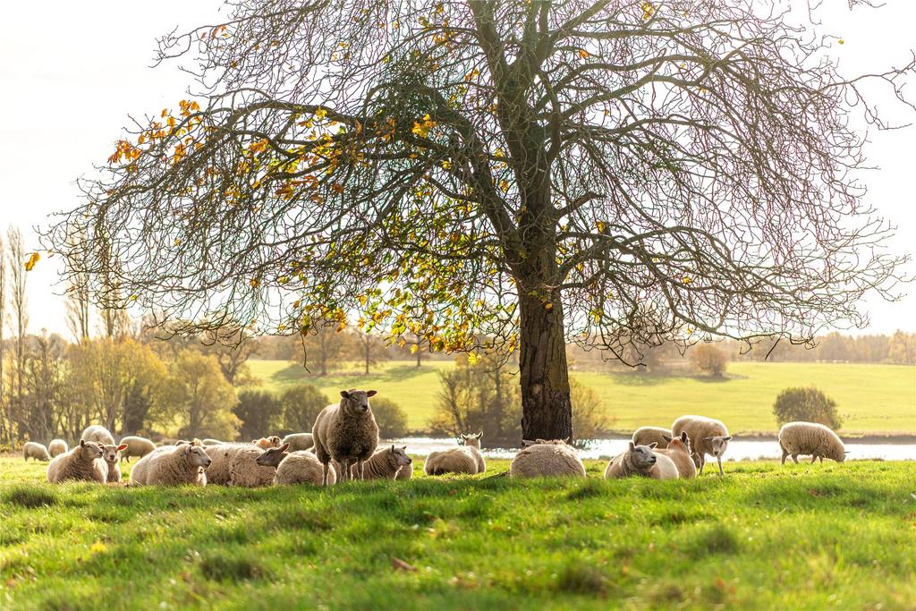 Sheep
