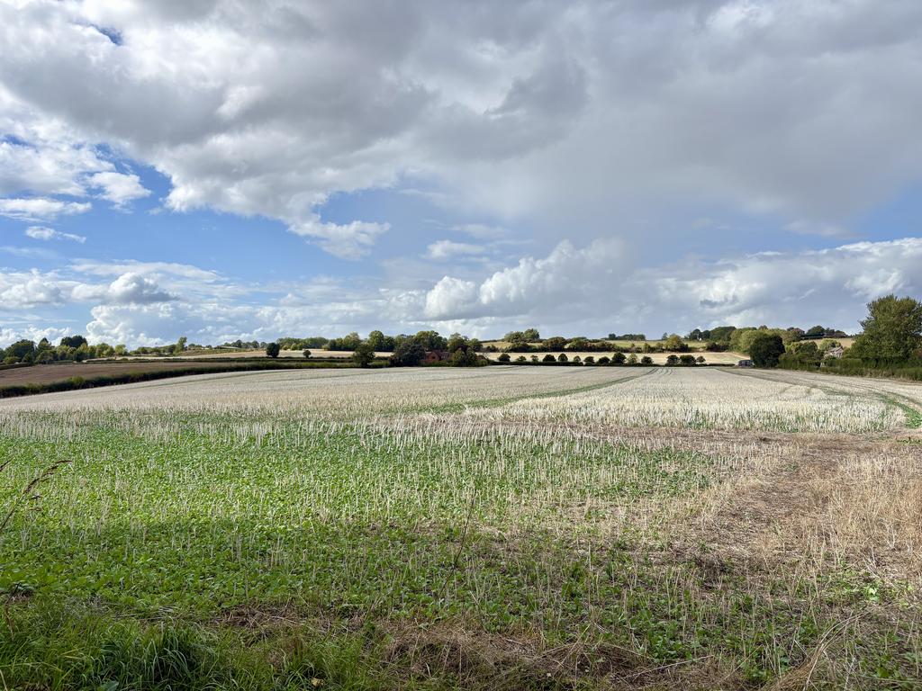 Field Wainhouse